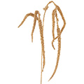 Kunstblume Amaranthuszweig
