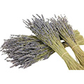 Trockenblume Lavendel