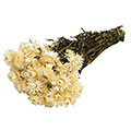 Trockenblume Helichrysum