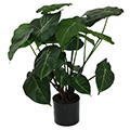 Kunstblume Syngonium im Topf