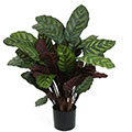 Kunstblume Calathea makoyana im Topf