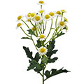 Kunstblume/Seidenblume Kamille mit 18 Blüten