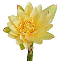 Kunstblume/Seidenblume Lotus-Bund mit einer Blüte und einer Knospe