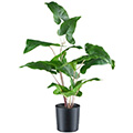Kunstblume Colocasia esculenta im Topf