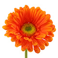 Kunstblume/Seidenblume Gerbera