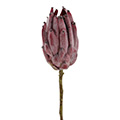 Kunstblume/Seidenblume Protea compacta