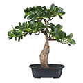 Kunstblume Bonsai Ficus in Schale