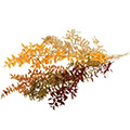 Trockenblume Ruscus Herbstmix