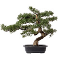 Kunstpflanze Bonsai Zeder in Schale