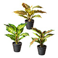 Kunstblume Dieffenbachia-Mix im Topf (8,5 x 8cm)
