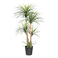 Kunstblume Dracaena-Palme x5 im Topf (25cm)
