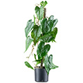 Kunstblume Anthurium andreanum x20 im Topf