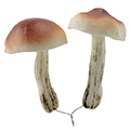 Pilz Bammi am Holzpick