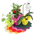 Rondella Easyweb
